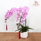 CNY Potted Plant Arrangement 2024#78