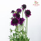 Scabiosa Colour Dark Purple (Per Bundle) - Pudu Ria Florist Southern