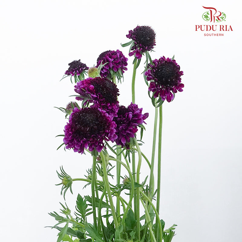 Scabiosa Colour Dark Purple (Per Bundle) - Pudu Ria Florist Southern