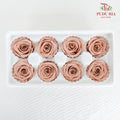 8 Bloom Preservative Rose - Cappuccino