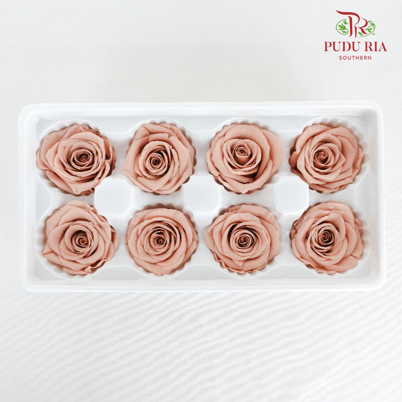 8 Bloom Preservative Rose - Cappuccino