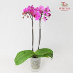 Phalaenopsis Orchid Purple Without Pot / Per Stem (S) - Pudu Ria Florist Southern