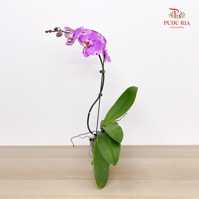 Phalaenopsis Orchid Purple Big Single Stem #2