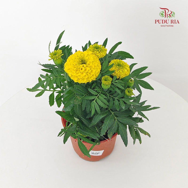 Marigold
