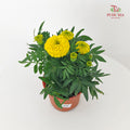 Marigold