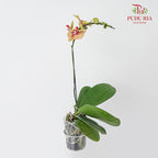 Phalaenopsis Orchid Yellow With Red Spots Without Pot / Per Stem (L) - Pudu Ria Florist Southern