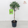 Olea Europea Olive Tree (100-120CM)
