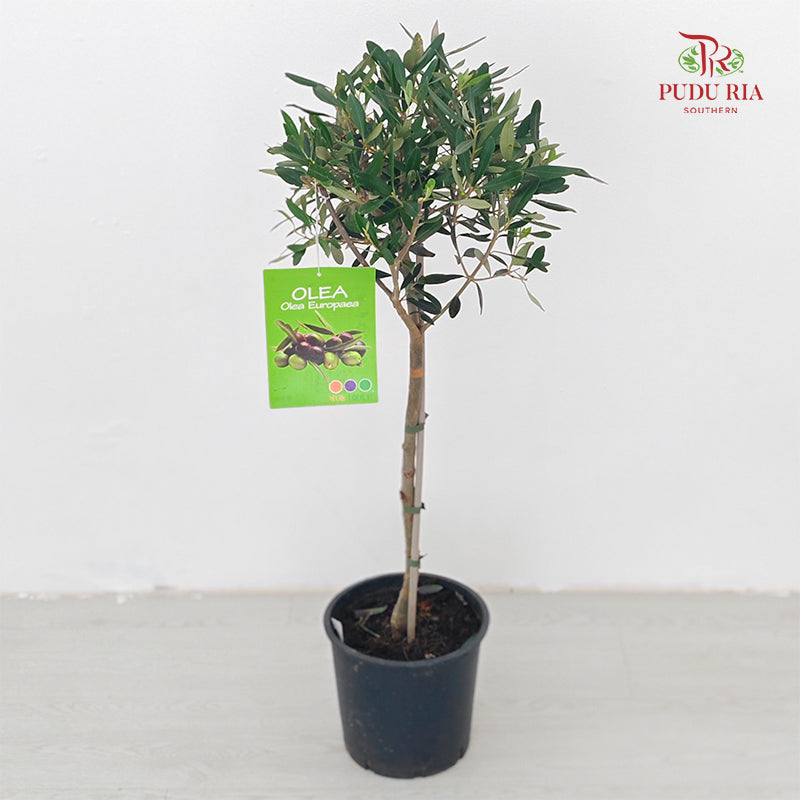 Olea Europea Olive Tree (100-120CM)