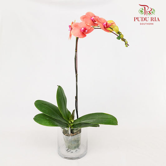 Phalaenopsis Orchid Orange Big Single Stem