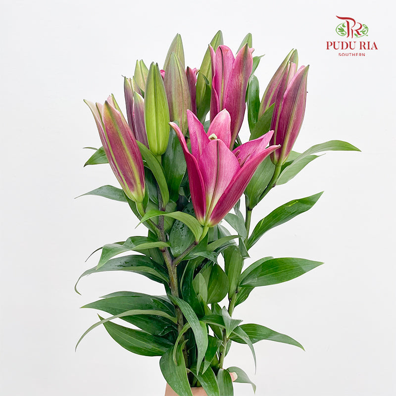 Lily Dark Pink - (5 Stems)