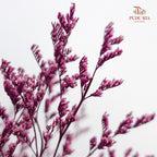 Dry Caspia - Magenta