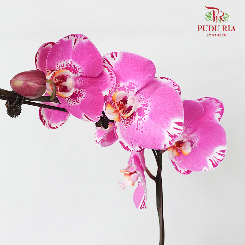 Phalaenopsis Orchid Ox Spot Queen Big