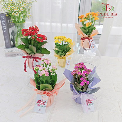 Special Deals Kalanchoe Plant Arrangement (Random Colour)