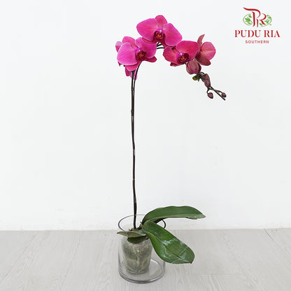Phalaenopsis Orchid Red Purple Big Single Stem