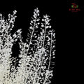Dry Thlaspi
