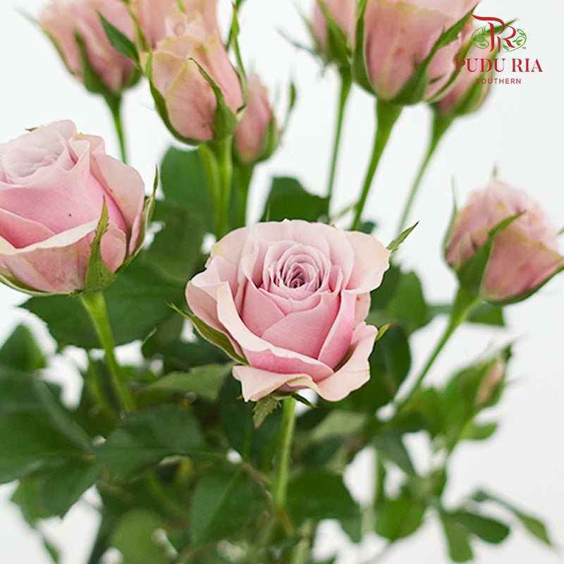 Rose Spray Lila - (8-10 Stems)