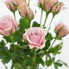 Rose Spray Lila - (8-10 Stems)
