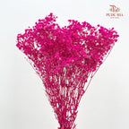 Preservative Baby Breath - Hot Pink