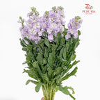 Matthiola Light Purple 紫罗兰 - (Per Bundle)