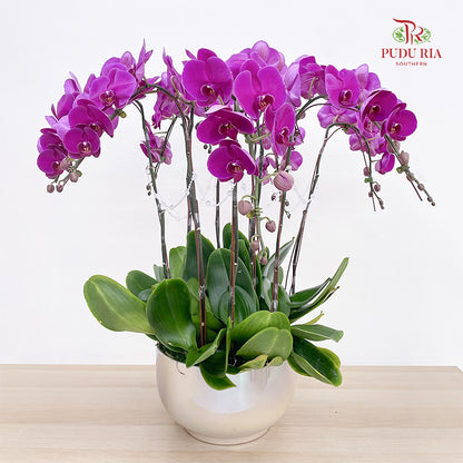 Grand Opening Phalaenopsis Orchid Arrangement (10 Stems)