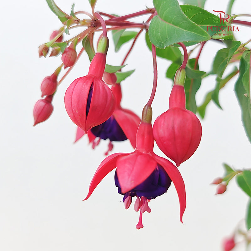 Fuchsia Red With Purple