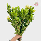 Gardenia - (Per Bundle)