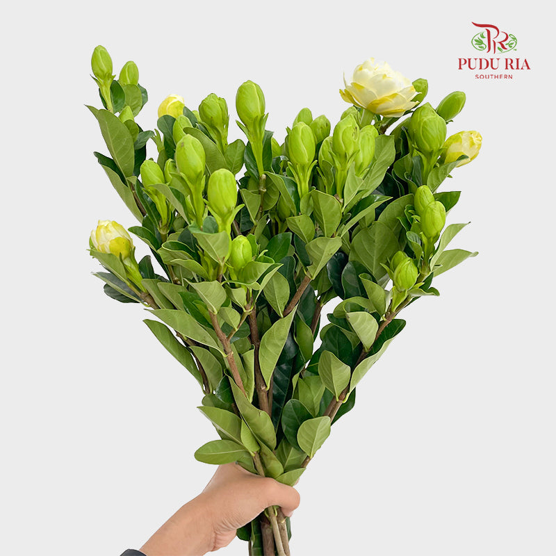 Gardenia - (Per Bundle)