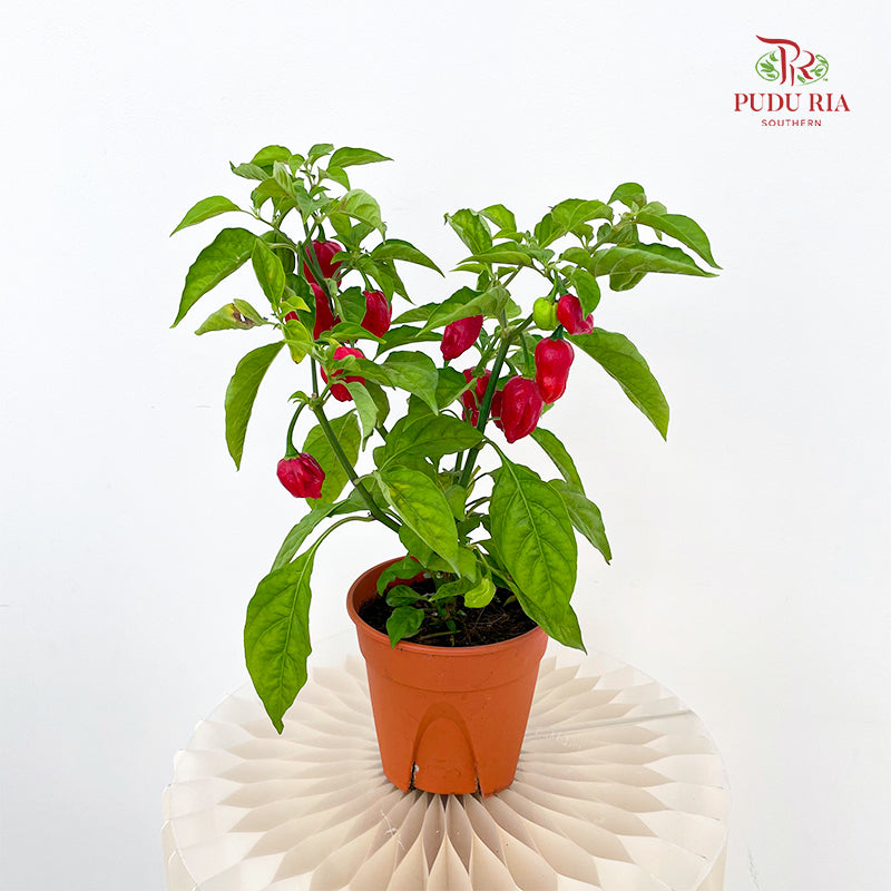 Chilli Devil