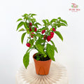 Chilli Devil