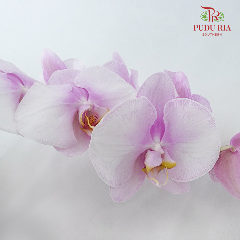 Phalaenopsis Orchid Light Pink Without Pot / Per Stem (L) - Pudu Ria Florist Southern