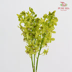 Dendrobium Orchid Green (M) - (5 Stems)