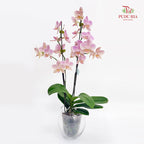 Phalaenopsis Orchid Pink Speckle Double Stem Small