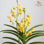 Mokara Orchid Pot - Yellow - Pudu Ria Florist Southern