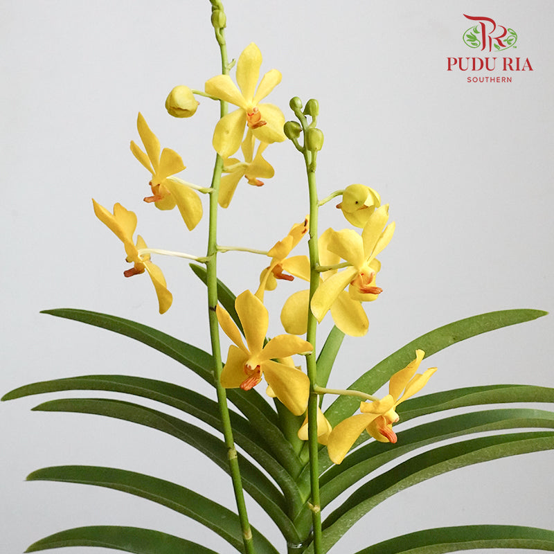 Mokara Orchid Pot - Yellow - Pudu Ria Florist Southern