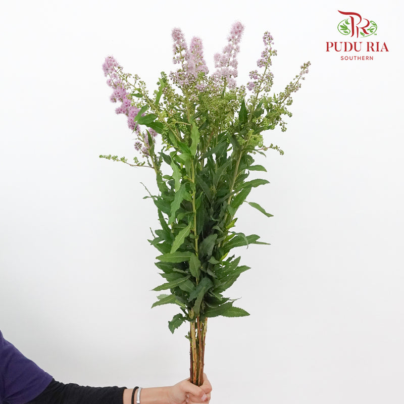 Sorbaria Sorbifolia Pink - Pudu Ria Florist Southern