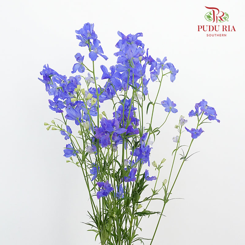 Delphinium Grandiflorum Blue - Pudu Ria Florist Southern