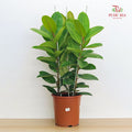 Ficus Elastica Sheverean 60cm/70cm