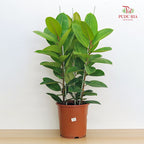 Ficus Elastica Sheverean 60cm/70cm