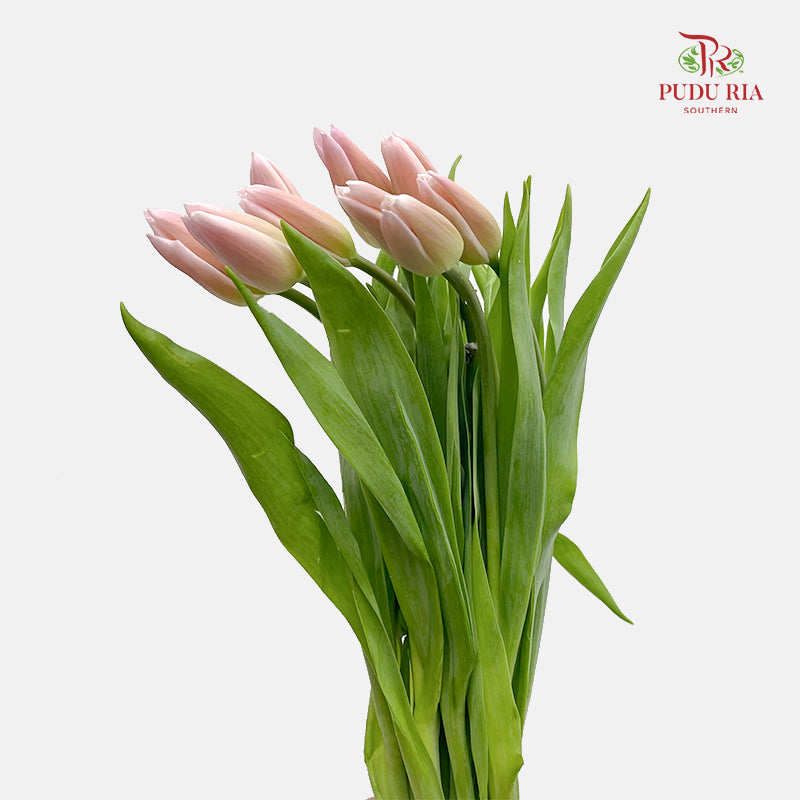 Tulip Pink 郁金香 - (8-10 Stems)