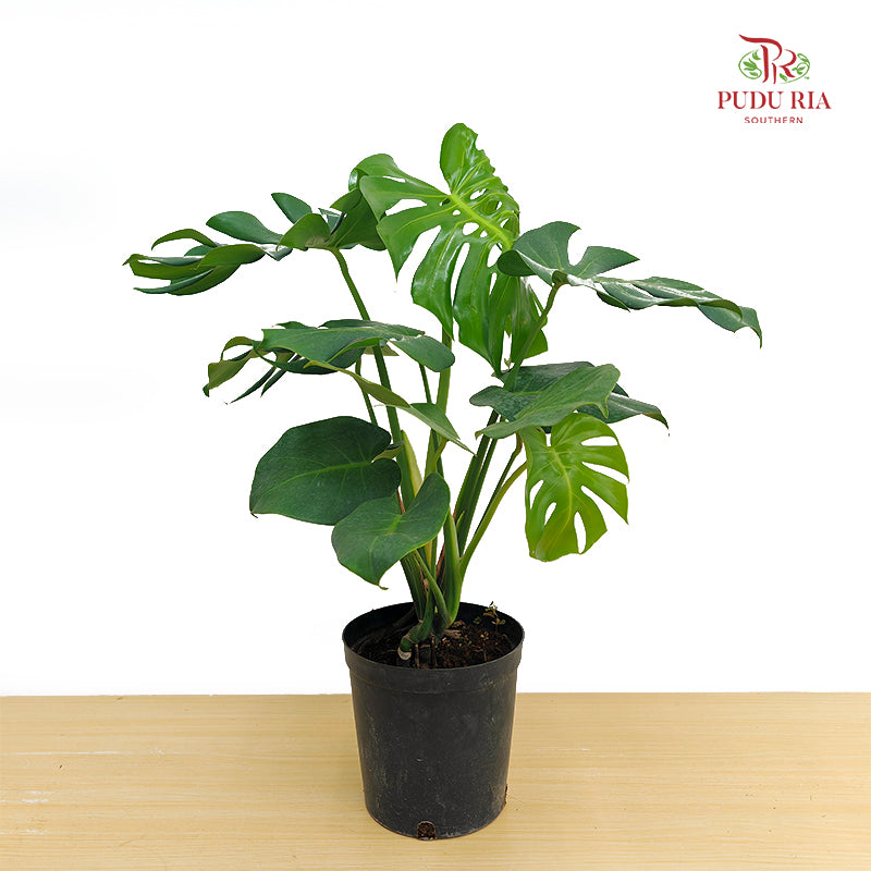 Monstera Deliciosa Plant 龟背竹