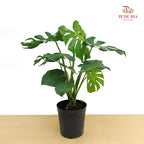 Monstera Deliciosa Plant 龟背竹