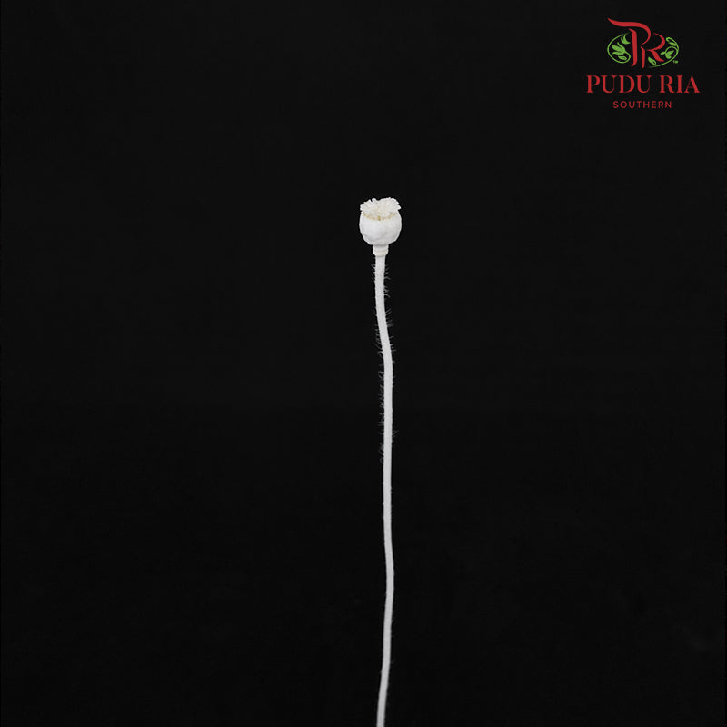 Dry Corn Poppy Fruit - White