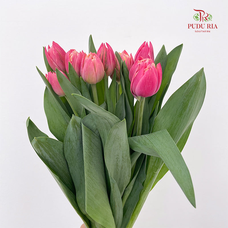 Tulip Pink 郁金香 - (8-10 Stems)