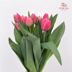 Tulip Pink 郁金香 - (8-10 Stems)