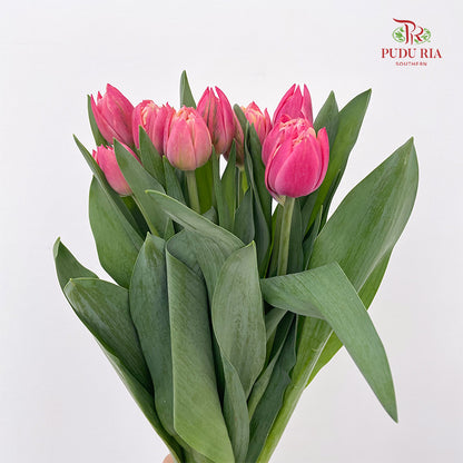 Tulip Strawberry Shortcakes - (8-10 Stems)