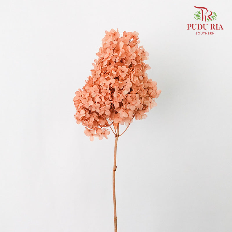 Preservative Hydrangea - Peach ( Long Shape )/ Per Stem - Pudu Ria Florist Southern