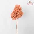 Preservative Hydrangea - Peach ( Long Shape )/ Per Stem - Pudu Ria Florist Southern