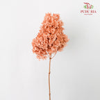 Preservative Hydrangea - Peach ( Long Shape )/ Per Stem - Pudu Ria Florist Southern