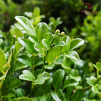 Murraya Dwarf