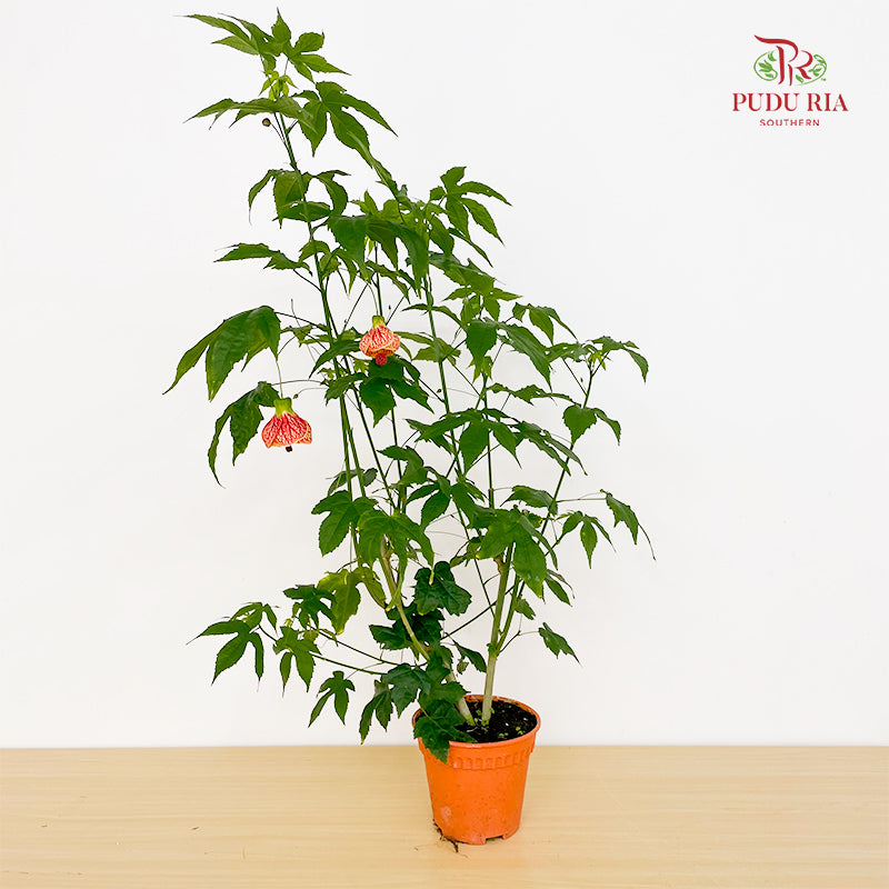 Abutilon
